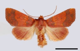 Foto af Guldugle (Tiliacea aurago) | Standardfoto