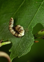 Foto af Tandet seglvinge (Falcaria lacertinaria) | Larve