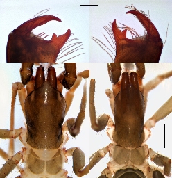 Foto af Bamazomus serendipitus (Bamazomus serendipitus) | Den forreste del af forkroppen samt chelicerer af hun (t.v.) og han (t.h.)