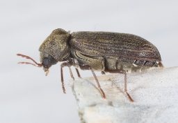 Foto af Hemicoelus costatus (Hemicoelus costatus) | Standardfoto