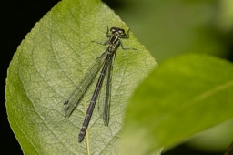 Foto af Hestesko-vandnymfe (Coenagrion puella) | Hun