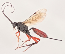 Foto af Cryptus armator (Cryptus armator) | Hun