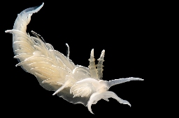 Foto af Favorinus blianus (Favorinus blianus) | Standardfoto