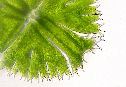 Foto af Micrasterias apiculata (Micrasterias apiculata) | Standardfoto
