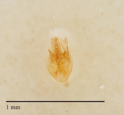 Foto af Malthodes fibulatus (Malthodes fibulatus) | Danmarks BilleBank - danbiller.dk