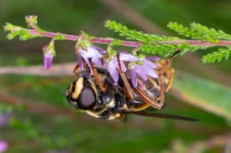 Foto af Tørve-silkesvirreflue (Sericomyia silentis) | Hun