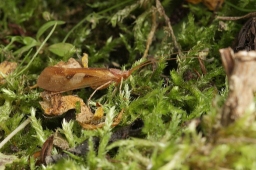 Foto af Limnephilus rhombicus (Limnephilus rhombicus) | Han
