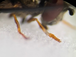 Foto af Sortblå bredfodsflue (Platycheirus albimanus) | Han