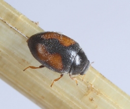 Foto af Nephus redtenbacheri (Nephus redtenbacheri) | Standardfoto