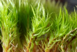 Foto af Almindelig kløvtand (Dicranum scoparium)
