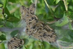 Foto af Ringspinder (Malacosoma neustria) | Larve