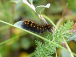 Foto af Guldlok-pelsugle (Acronicta auricoma) | Larve