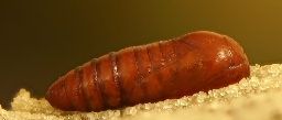 Foto af Caradrina kadenii (Caradrina kadenii) | Puppe