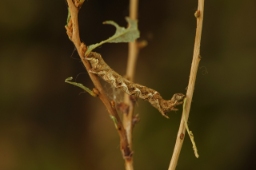 Foto af Hvidgrå blåbærmåler (Cepphis advenaria) | Larve
