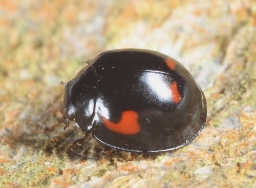 Foto af Fireplettet mariehøne (Exochomus quadripustulatus) | Standardfoto