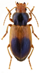 Foto af Blåhalsløber (Diachromus germanus) | Standardfoto