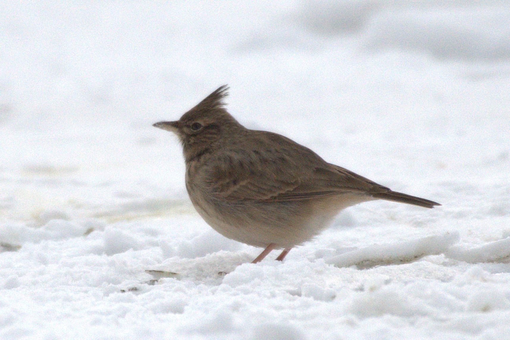 Crested Lark (Galerida cristata), photo 8