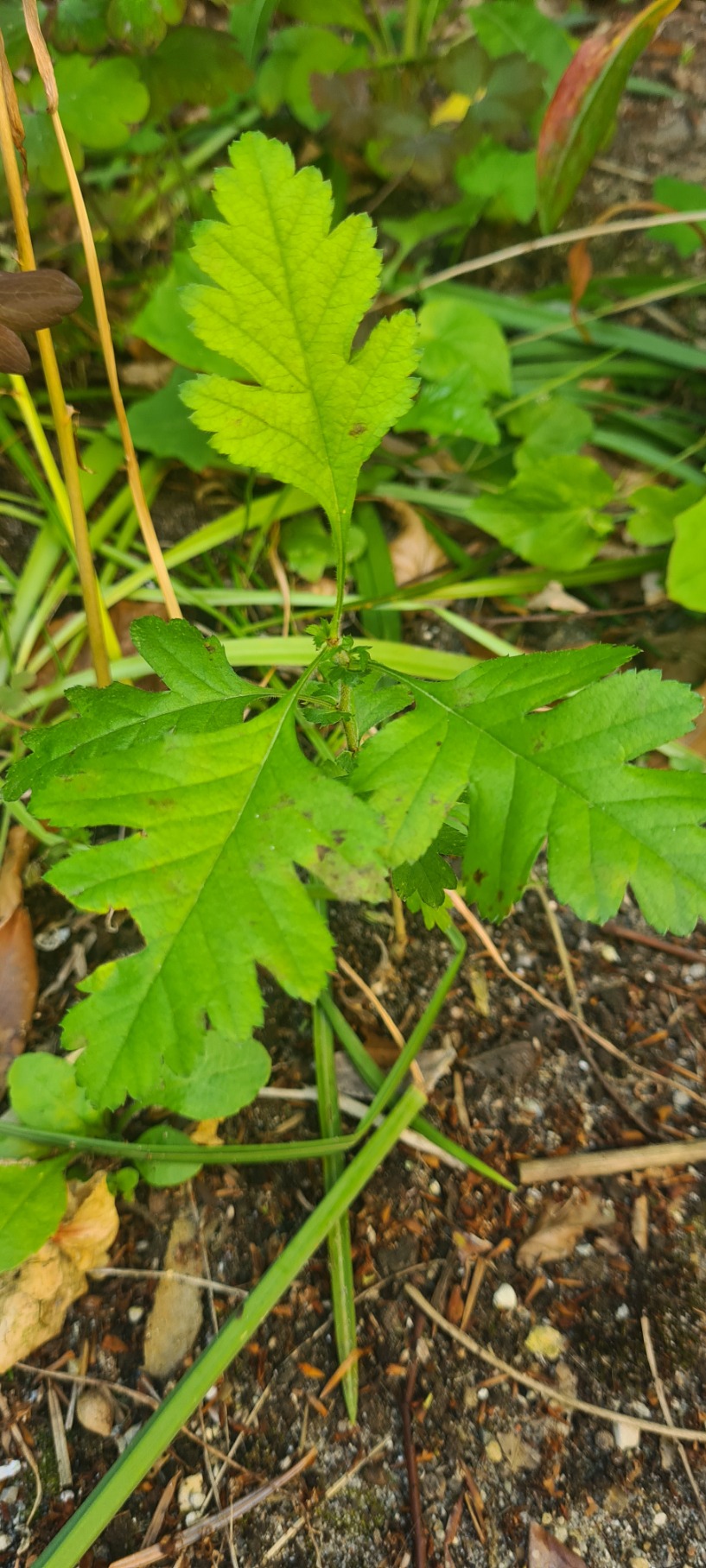 Roundleaf hawthorn