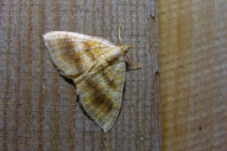 Foto af Okkergul bladmåler (Camptogramma bilineata) | Standardfoto