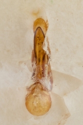 Foto af Philonthus jurgans (Philonthus jurgans) | Danmarks billebank