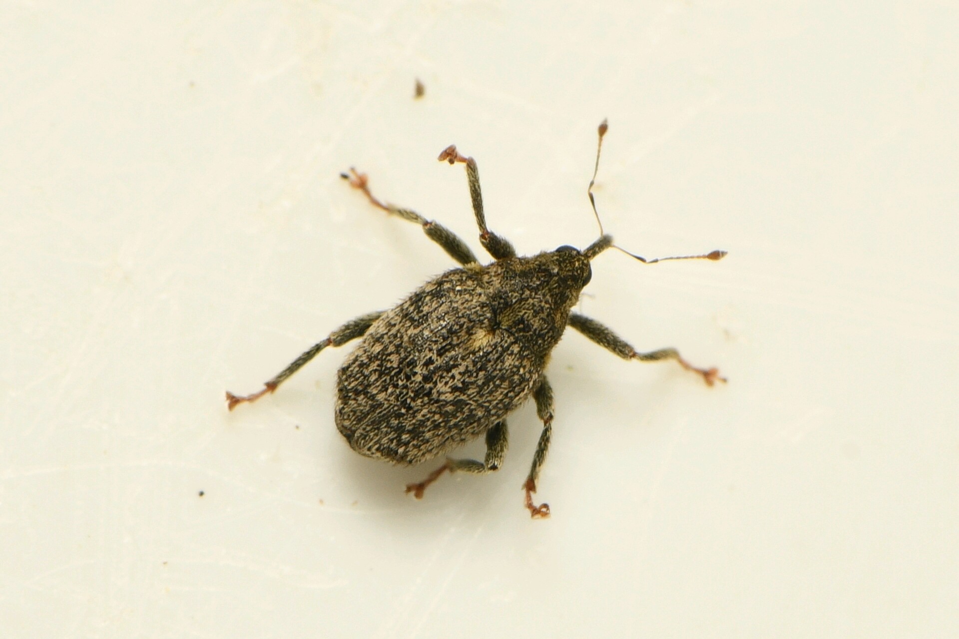 Ceutorhynchus pallidactylus
