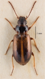 Foto af Hedemosevinterløber (Trichocellus cognatus) | Standardfoto