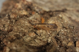 Foto af Limnephilus auricula (Limnephilus auricula)