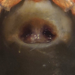 Foto af Walckenaeria corniculans (Walckenaeria corniculans) | Hunnens kønsorgan