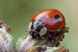 Foto af Toplettet mariehøne (Adalia bipunctata) | Standardfoto