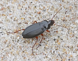 Foto af Smal torpedoløber (Calathus erratus) | Standardfoto