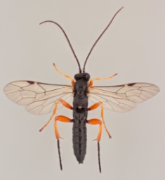 Foto af Pimpla rufipes (Pimpla rufipes) | Malcolm Storey