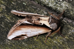 Foto af Birkeporcelænsspinder (Pheosia gnoma) | Standardfoto