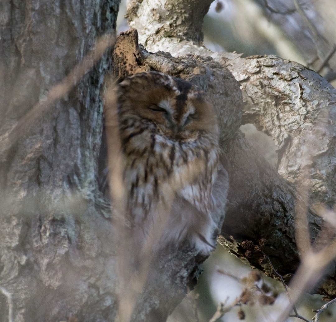 Tawny Owl (Strix aluco), photo 8