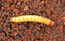 Foto af Matsort træsmælder (Crepidophorus mutilatus) | Larve