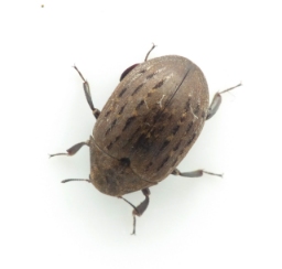 Foto af Almindelig ødebille (Byrrhus pilula) | Standardfoto