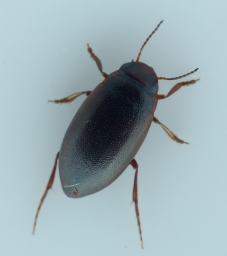 Foto af Hydroporus gyllenhalii (Hydroporus gyllenhalii) | Standardfoto