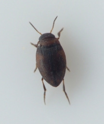 Foto af Bidessus unistriatus (Bidessus unistriatus) | Standardfoto