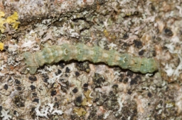 Foto af Lille lavmåler (Cleorodes lichenaria) | Larve