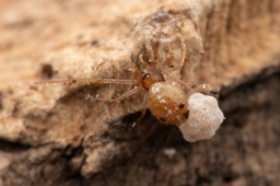 Foto af Væksthus-Æggebæreren (Coleosoma floridanum) | Frederik Leck Fischer