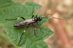 Foto af Achaius oratorius (Achaius oratorius) | Standardfoto