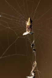 Foto af Keglerumpe (Cyclosa conica) | Frederik Leck Fischer