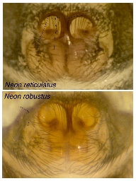 Foto af Dværgspringer (Neon reticulatus) | Sammenligning af robustus og reticulatus