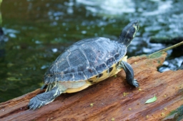 Foto af Guløret terrapin (Trachemys scripta subsp. scripta) | Standardfoto