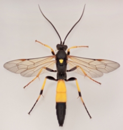 Foto af Ichneumon stramentor (Ichneumon stramentor) | Malcolm Storey