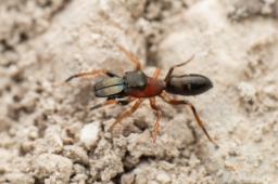 Foto af Myrmarachne formicaria (Myrmarachne formicaria) | Han