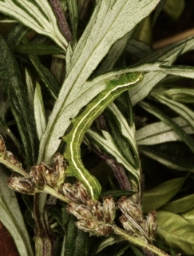 Foto af Grålig cyklameugle (Eucarta virgo) | Larve