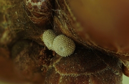 Foto af Blåhale (Favonius quercus) | Æg