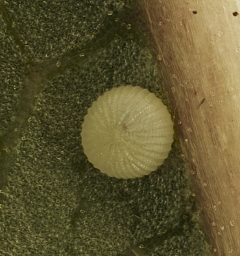 Foto af Brunrods-hætteugle (Cucullia scrophulariae) | Æg