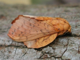 Foto af Gastropacha populifolia (Gastropacha populifolia) | Hun