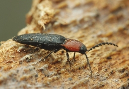 Foto af Pragtsmælder (Ischnodes sanguinicollis) | Standardfoto